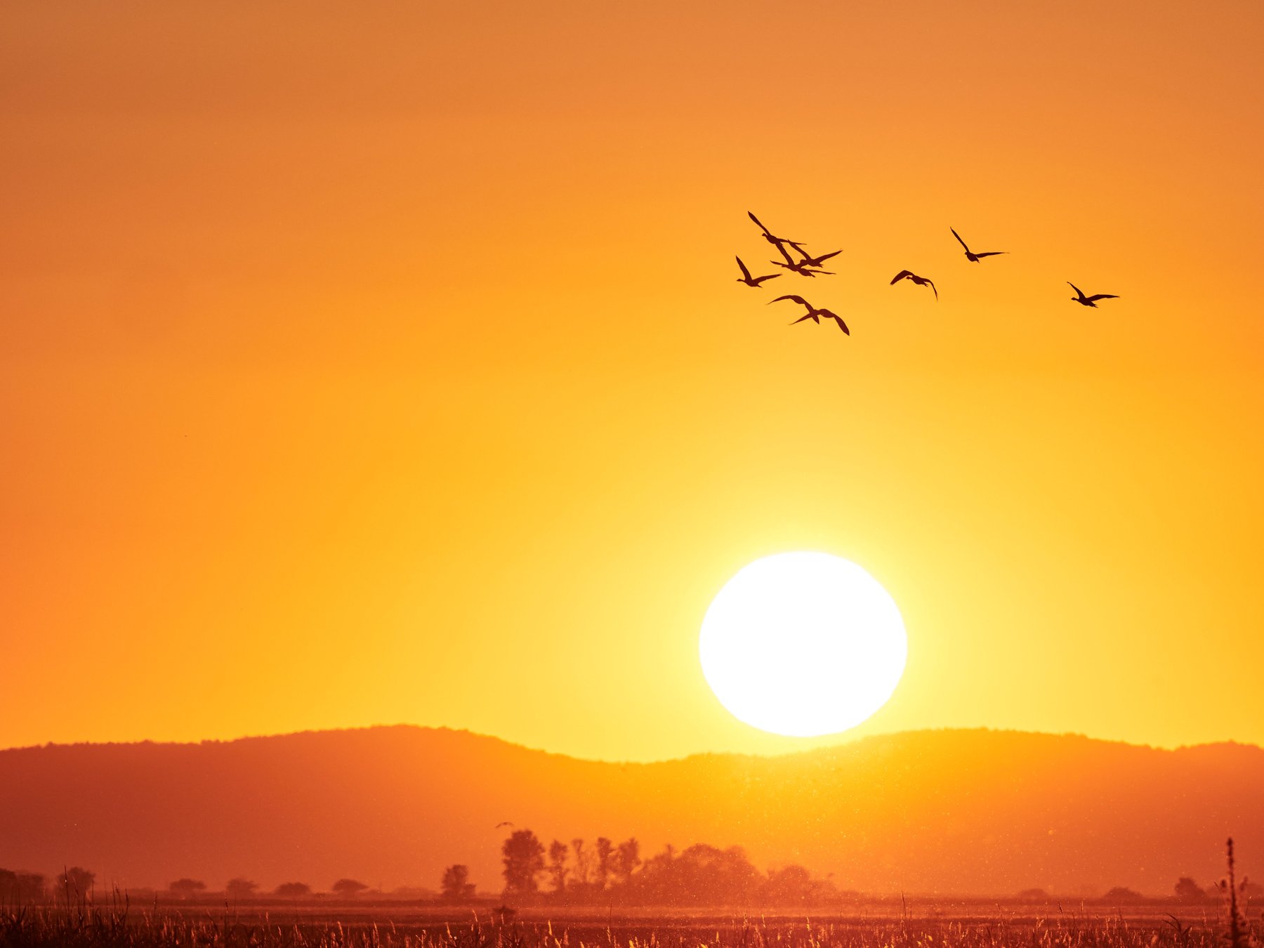 Vogelwelt im Nationalpark Neusiedler See – Seewinkel. © Burgenland Tourismus / Peter Podpera